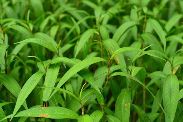 植物光合作用測定儀