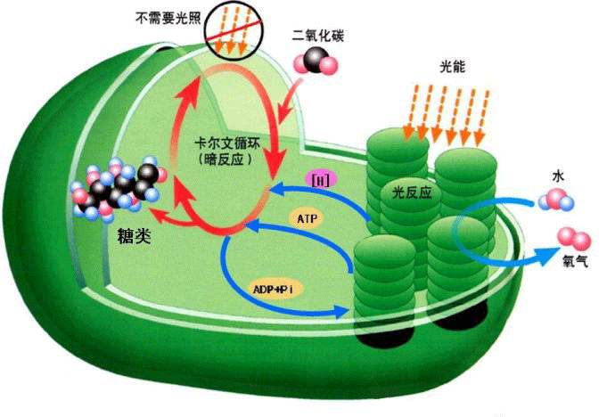 光合作用測(cè)定儀